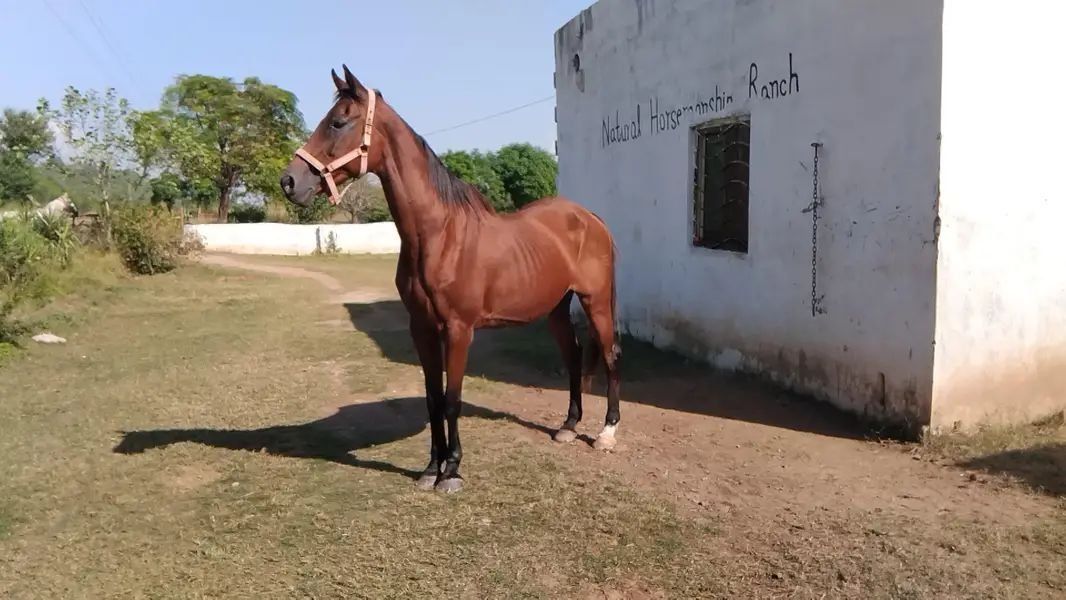 Thoroughbred mare