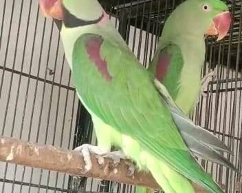 549711072_1129596299136653_5375417238366841939_n