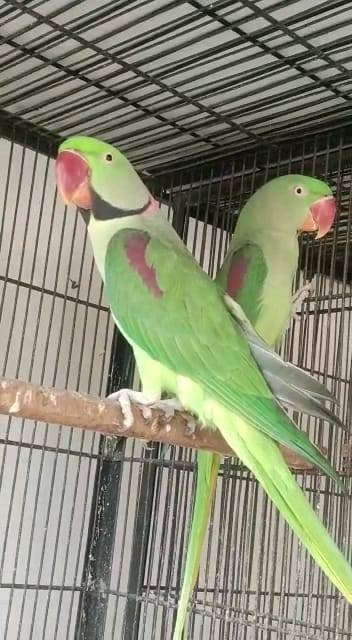 Raa tamed talking and Breeder pair for sale