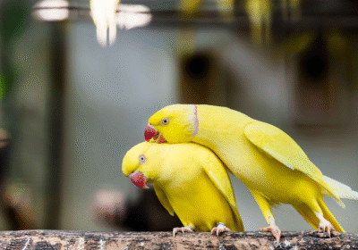 ad4768b6-423f-4882-b7ae-23b73da33d0c