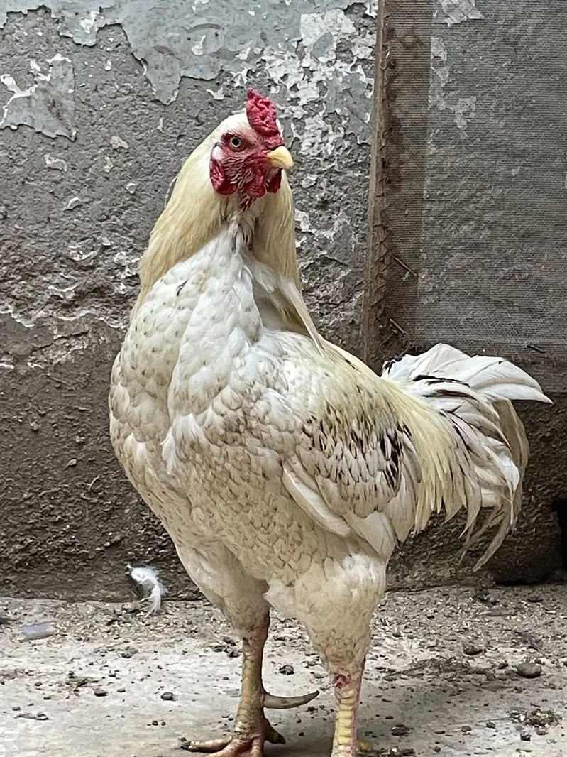 Aseel set: Aseel murgha and 4 Aseel murghian