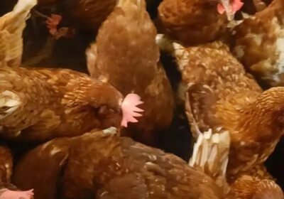 420886b3-db33-4004-9c54-acbea1811fbf