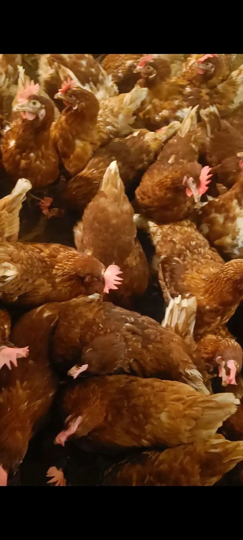 Lohman Brown/ Black Available