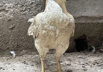 4f6c4ef5-d120-42e0-a1a4-456afe1115a0