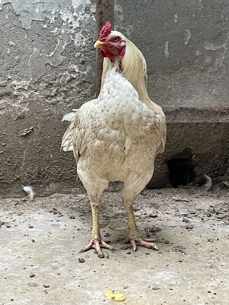 Aseel set: Aseel murgha and 4 Aseel murghian