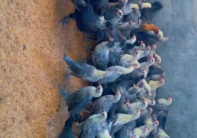 805921b6-76dd-44ef-a097-34e41cadb4a1