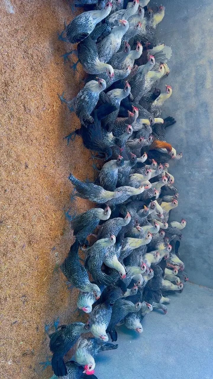 Misri fyumi golden desi hens Pathia chuzia available fully vaccinated