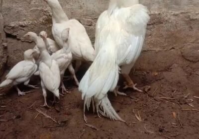 880adc3b-6c1a-4638-9a40-36a7ce6a8632