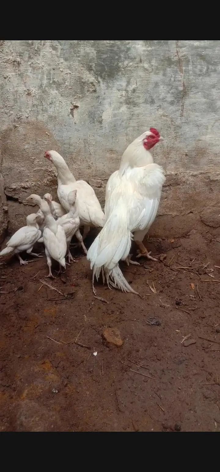 Heera aseel breeder pair and ciks