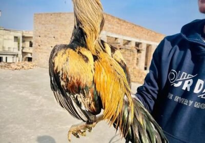 92731c42-dced-461e-87a6-1043b9cc4702