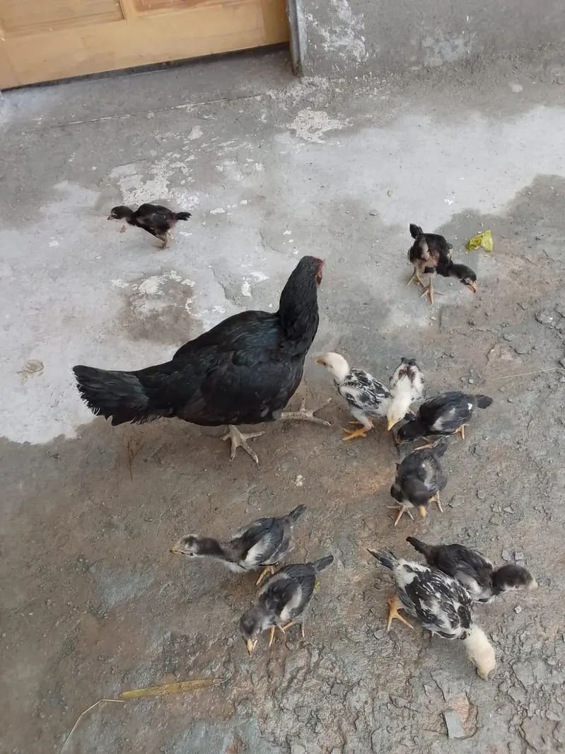 hens with chicks available