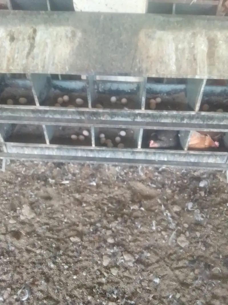 Golden misri | desi murghi | australorp | egyptian fayoumi |