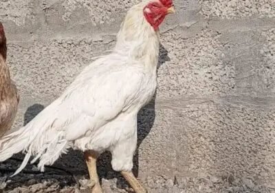 b2568d6f-9262-45ce-a5ae-f57f4f53feac