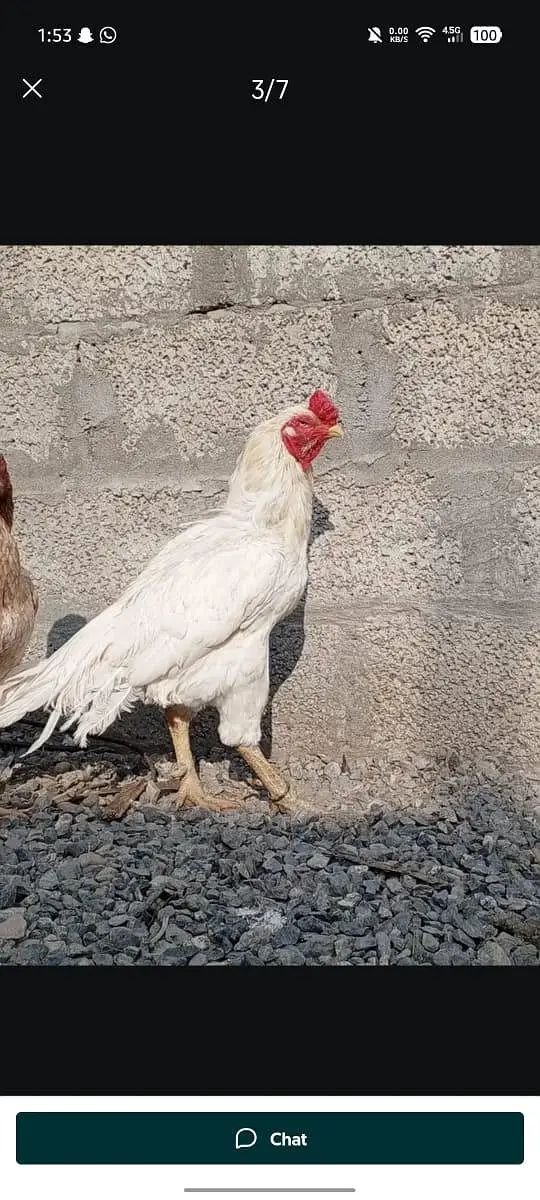 high quality white/shamo cross/lakha miianwali. .