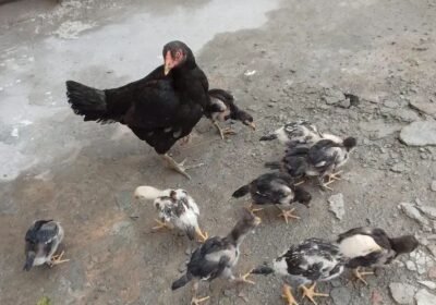 be828812-0d3c-410a-bbd1-d9bf20cdf93c