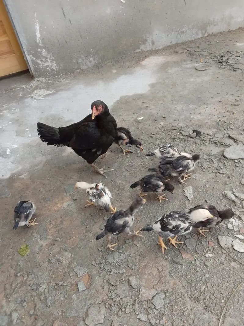 hens with chicks available