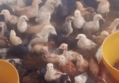 f49c4336-1785-4b4a-b73f-2b9a14045f7b