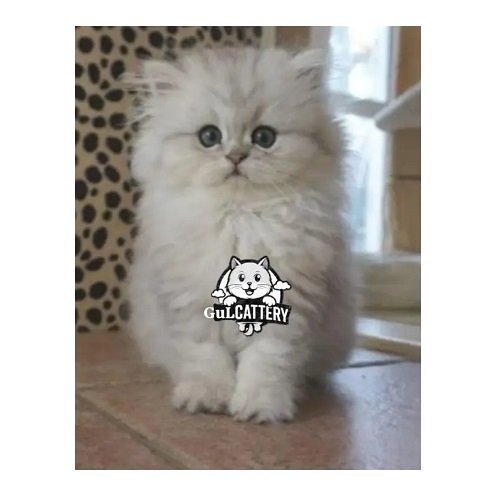 PERSIAN CAT FOR SALE