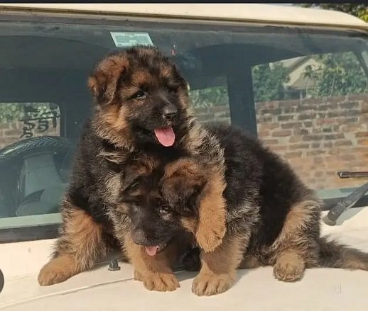 German Shepherd puppies/ triple coat / GSD dog for sale