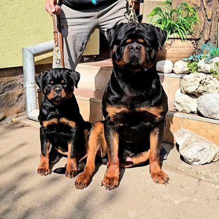 GERMAN BOX FACE ROTTWELLER PUPPY AVAILABLE FOR SALE