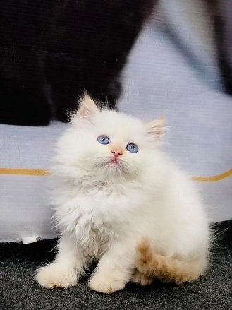 Persian triple coated kittens