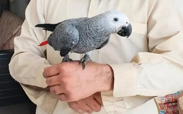 AFRICAN GRAY PARROT