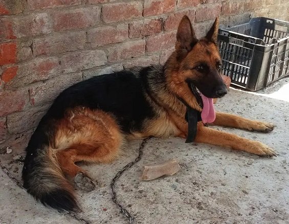 German shepherd