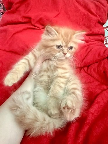 pure persian kitten pairs