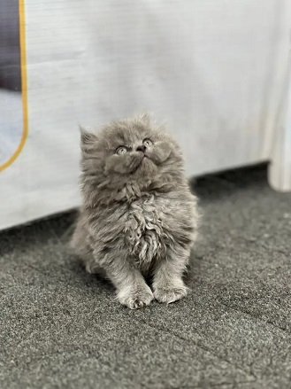 cash on delivery Persian Cats & Kittens Available — Healthy & Playful