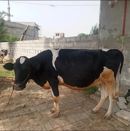 cow for sell