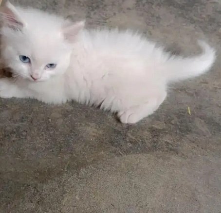 Russia cat baby white colour blue eyes