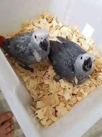 African grey parrot