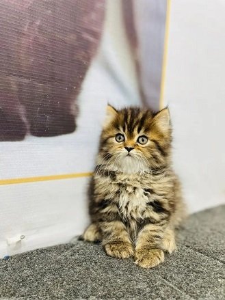 cash on delivery available Persian Punch face triple coat cat Kitten