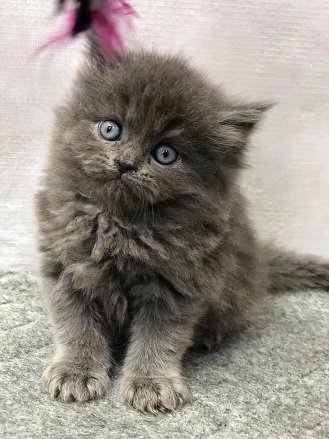 cash on delivery Persian Punch face triple coat cat Kitten