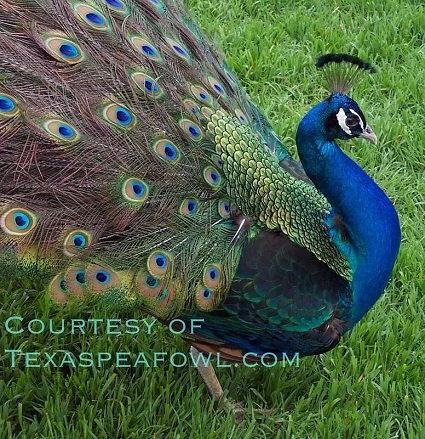 peacock Moor chicks for sale