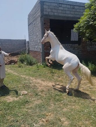 Hourse| jhung desi hourse | Male desi ghora | hourse for sale