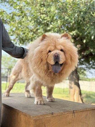 Chow Chow | Pedigree Chow Chow | Imported Chow Chow Female