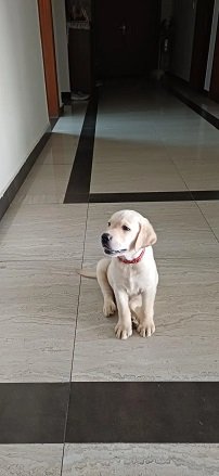 Puppies Labradors Sale