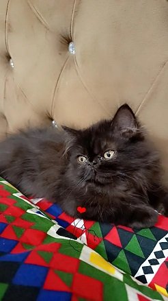 peki face Male kitten #age 2 month 15 days.