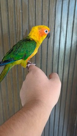Hand Tame & 0% Bite Parrots Available | Ring Neck, Sun Conure etc