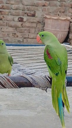 Raw parrots | kashiri Raw | Green Parrot | Parrot For Sale