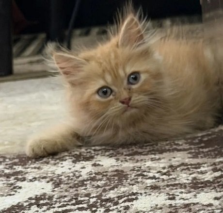 Rare Ginger Single Coat Persian kitten