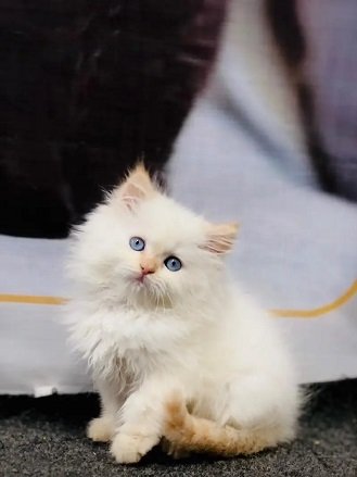 Cash on delivery parshion punch face kitten