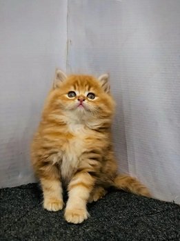 Persian kittens and cat