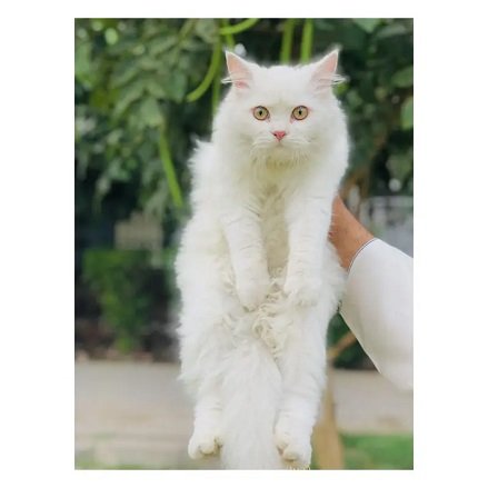 cash on delivery Persian kitten cats