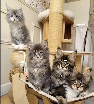 IMPORTED MAINE COONS & BRITISH SHORT HAIR AVAILABLE