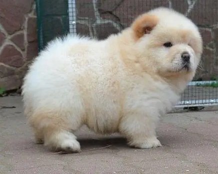IMPORTED CHOW CHOW PUPPIES ARE AVAILABLE FOR SALE