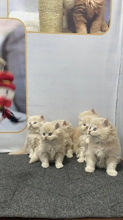 home delivery Parshion punch face kittens