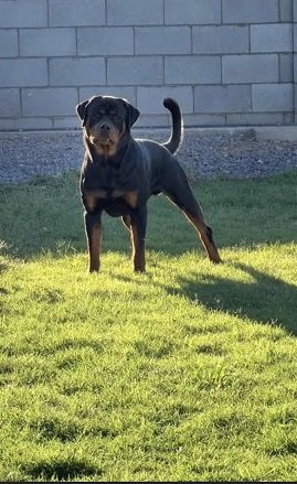 Rottweiler pedigree male