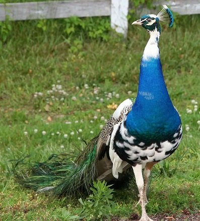 Peacock Moor chicks for sale